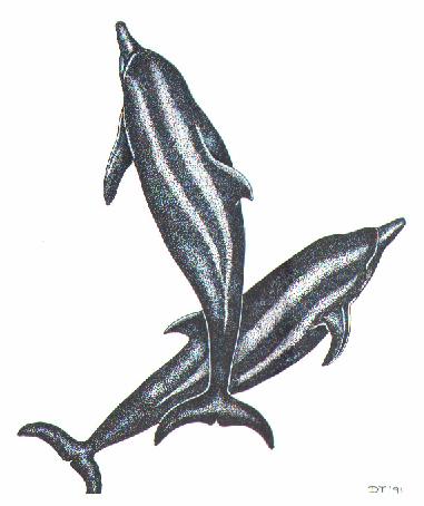 Dolphins Illustration (23Kb)