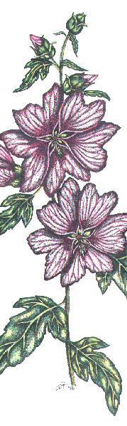 Flower Study