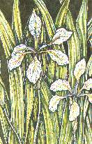 Water Irises (detail)