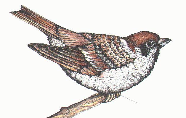 Illustration of Sparrow (Sparrow.gif)